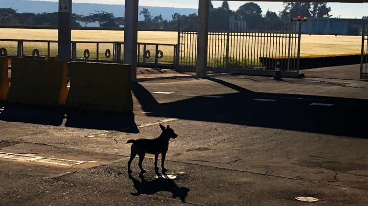 Se Michelle quiser adotar outro cão, um vira-lata ronda a porta do Alvorada