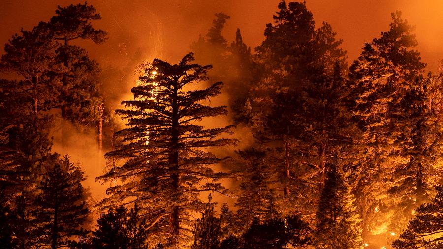 O incêndio matou quatro pessoas e destruiu mais de 200 km² de território - David McNew/Getty Images/AFP