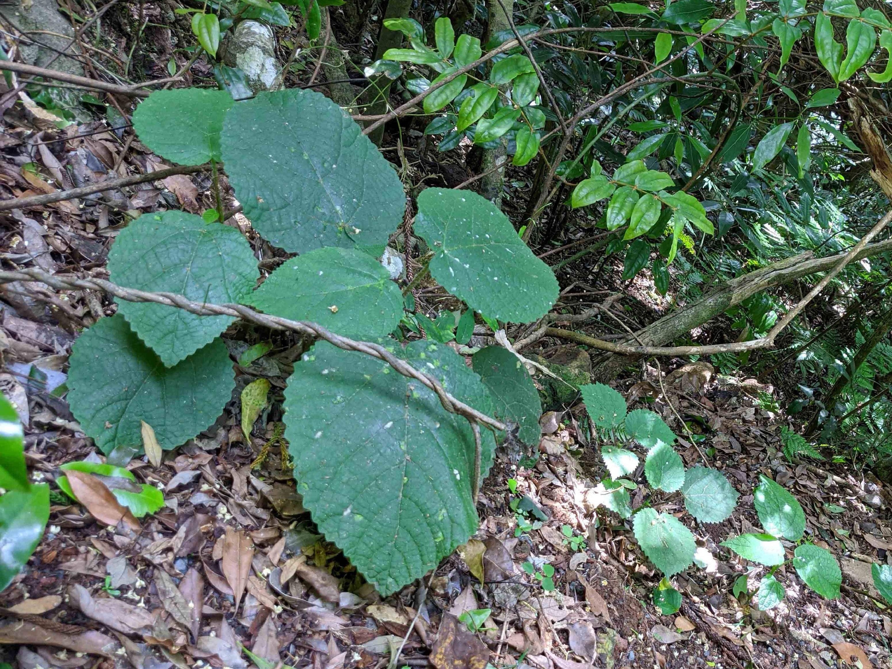 Descubra quais são as 11 plantas mais venenosas do mundo - Mega