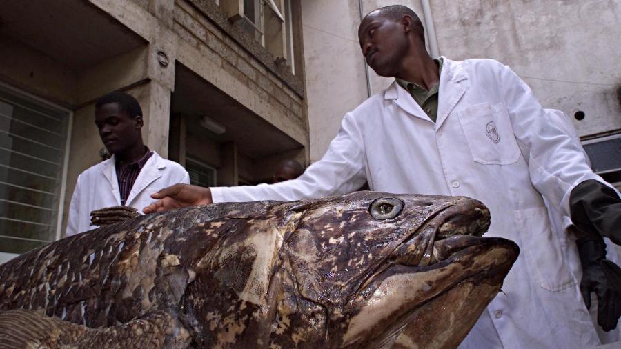 Cientista do Quênia observa em 2001 espécie rara de peixe, que se pensava estar extinta há 65 milhões de anos - Getty Images