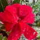 iPhone 13 Pro Max: detalhes da flor - Bruna Souza Cruz/Tilt