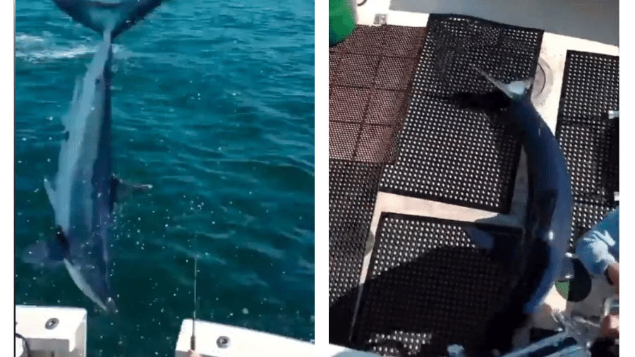 O momento em que um tubarão-mako salta para dentro de um barco foi capturado em vídeo nos EUA - Reprodução/Redes Sociais