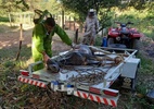 Ataque de abelhas mata cavalo e deixa homem ferido em MG - Divulgação/Corpo de Bombeiros de Minas Gerais