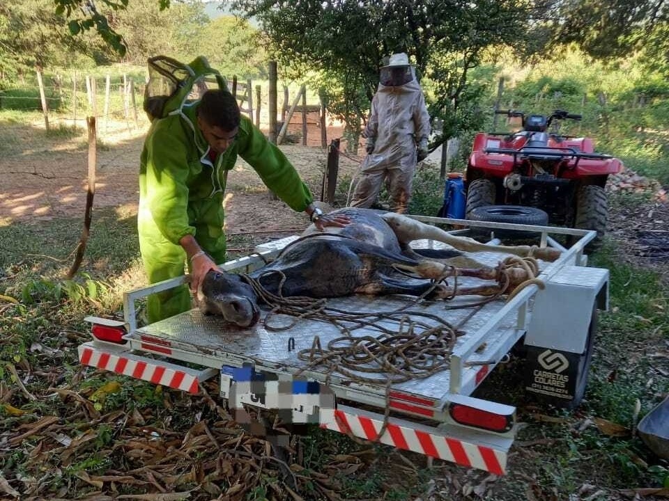 Ataque de abelhas mata dois cavalos e um cachorro CompreRural