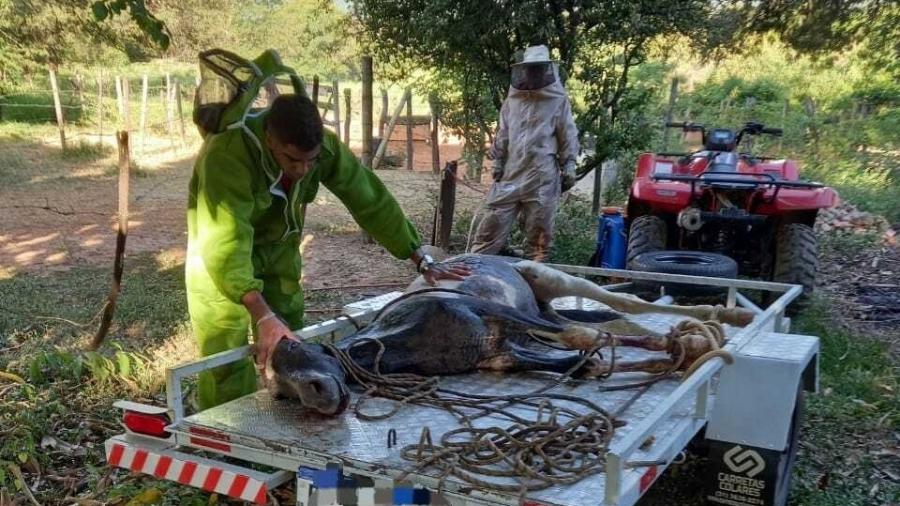 Ataque de abelhas mata cavalo e deixa homem ferido em Montes Claros, Grande Minas