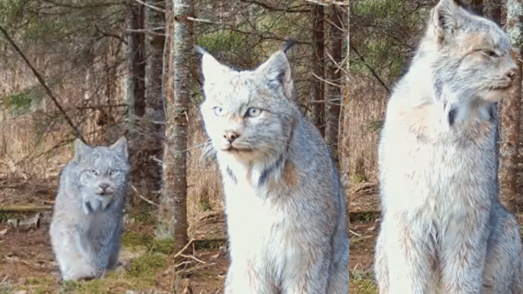 A beleza do animal e a proximidade do felino com a câmera impressionaram os especialistas, que consideram este o melhor vídeo já feito no projeto