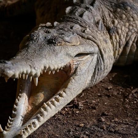 Picopando, um Orinoco de 70 anos que reside na fazenda Masaguaral Picopando, um Orinoco de 70 anos que reside na fazenda Masaguaral