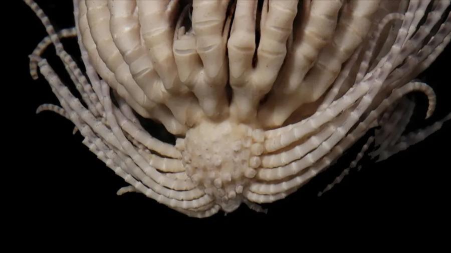 Estrela-pena-morango (Promachocrinus fragarius).