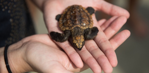 Americanos cuidam de tartarugas feridas e monitoram como o furacão pode afetar os animais - Drew Angerer/ Getty Images/ AFP