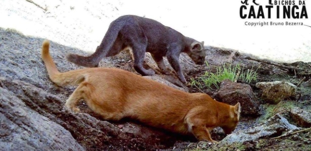 Família de pumas raros é registrada pela 1ª vez na caatinga de