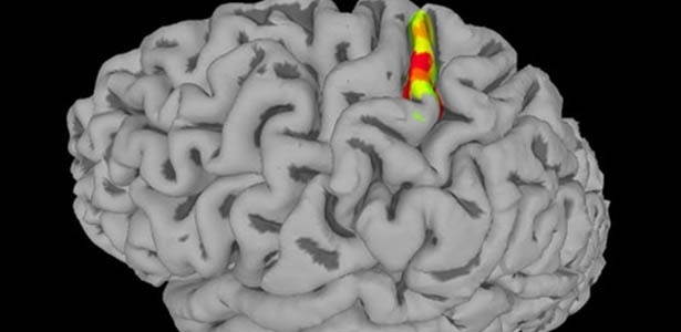 Imagem destaca o córtex somatossensorial, área do cérebro responsável por sensações - Andersen Laboratory