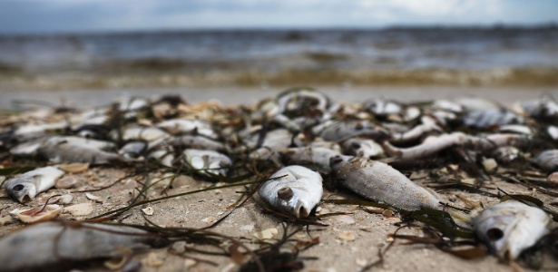 Mais de 100 toneladas de animais mortos foram retiradas das praias da Flórida nas últimas semanas, devido ao fenômeno da Maré Vermelha -  JOE RAEDLE / GETTY IMAGES NORTH AMERICA / AFP