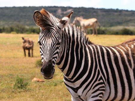 Zebra E Um Animal Preto Com Listras Brancas Ou Branco Com Listras Pretas 29 06 2020 Uol Tilt animal preto com listras brancas ou