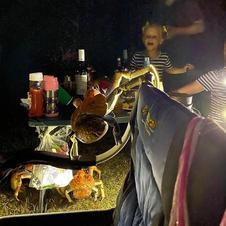 Caranguejo gigantes invadem acampamento na Austrália - Reprodução