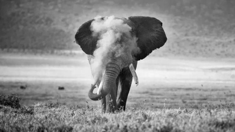 African elephant blowing dust - MICHAEL SNEDIC / NATURE TTL - MICHAEL SNEDIC / NATURE TTL