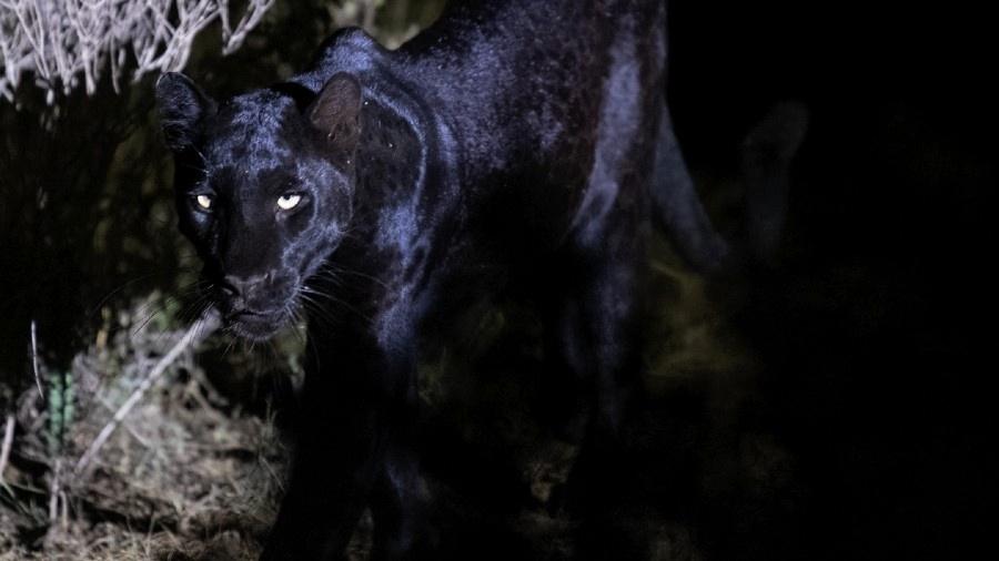 A imagem da pantera foi capturada pelo fotógrafo britânico Steve Darling - Reprodução/Facebook