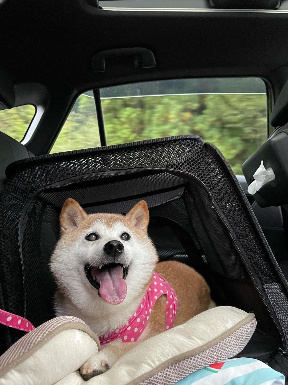 Twitter: Quem é a cadela por trás da Dogecoin, o novo símbolo da rede?