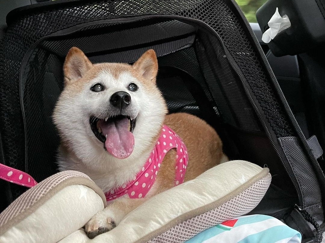 Twitter: Quem é a cadela por trás da Dogecoin, o novo símbolo da rede?