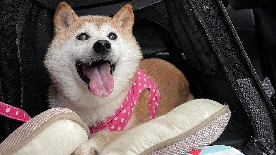 A cadela Kabosu virou ícone da Dogecoin - e agora do Twitter - Reprodução/Instagram
