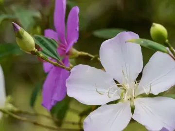 Cicatrizadora de florestas: o espetáculo de floração que recupera a Mata Atlântica