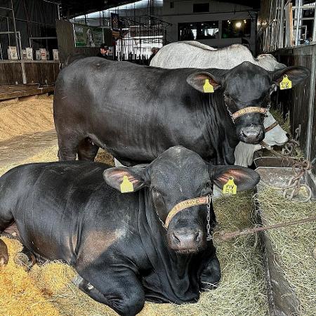 Gado da raça Brangus na feira Expointer de 2024 Gado da raça Brangus na feira Expointer de 2024