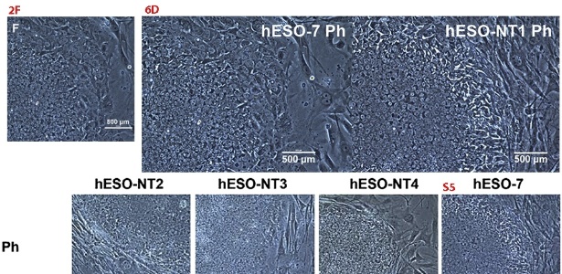 Imagens iguais foram usadas para identificar células-tronco distintas no estudo de Shoukhrat Mitalipov, da Universidade da Saúde e da Ciência do Oregon, dos Estados Unidos. A rede PubPeer publicou comentário de que a foto 2F é um recorte da 6D, que, por sua vez, é igual a S5 - Cell