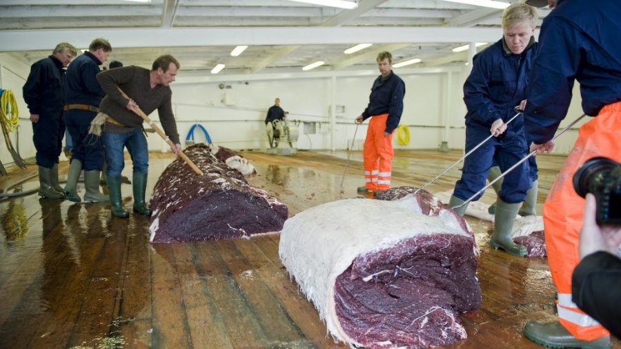 Homens cortam pedaços de uma das duas baleias de 35 toneladas capturadas por um barco em Hvalfjsrour, na costa ocidental da Islândia - Halldor Kolbeins/AFP