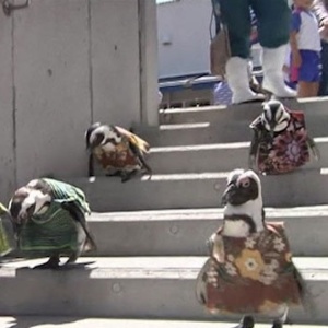 Pinguins passeiam com trajes africanos em parque japonês - Reprodução/BBC