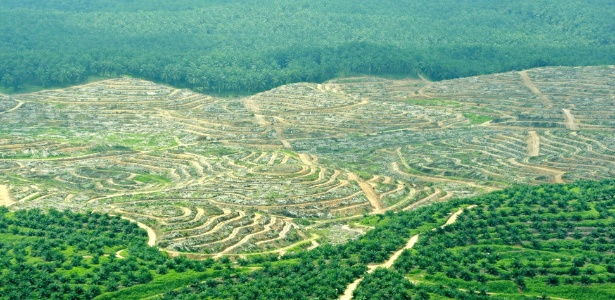 Produção de palmito na Indonésia - EPA/Bagus Indahono/Efe