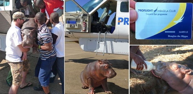 Douglina, filhote de hipopótamo de quatro meses, ganhou um cartão de fidelidade de companhia aérea - Reprodução