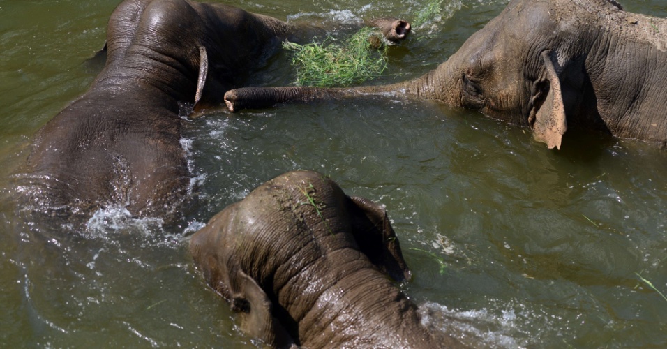 7.jun.2013 - Elefantes asiáticos tomam banho juntos no zoológico de Muenster, na Alemanha