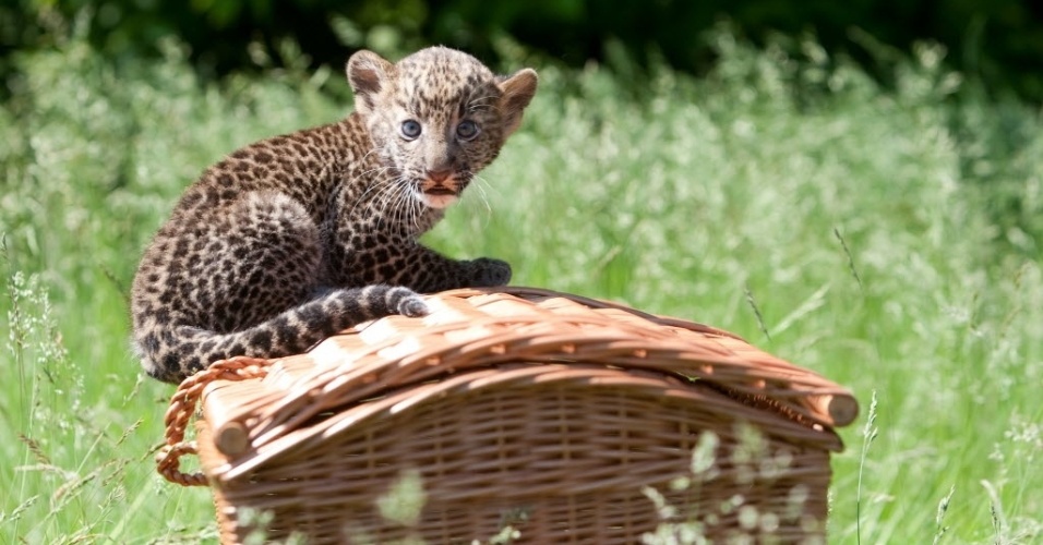 7.jun.2013 - Filhote de leopardo javanês senta-se numa cesta durante apresentação para a imprensa no zoológico de Tierpark, em Berlim, na Alemanha. O animal macho nasceu em 16 de abril e foi apelidado de "Timang"