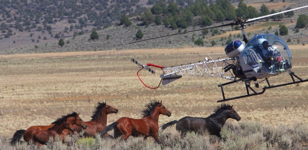 Helicóptero auxilia arrebanhar cavalos selvagens em Susanville, na Califórnia (EUA). Um novo relatório realizado pela Academia Nacional de Ciências diz que a política de  controle populacional desses animais é ineficaz e cruel  - Jim Wilson / The New York Times