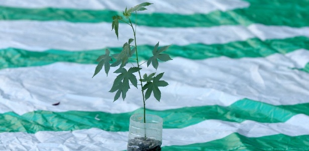 Até o início do século 20, a maconha era considerada um excelente medicamento, quase uma divindade - Rodrigo Paiva/UOL