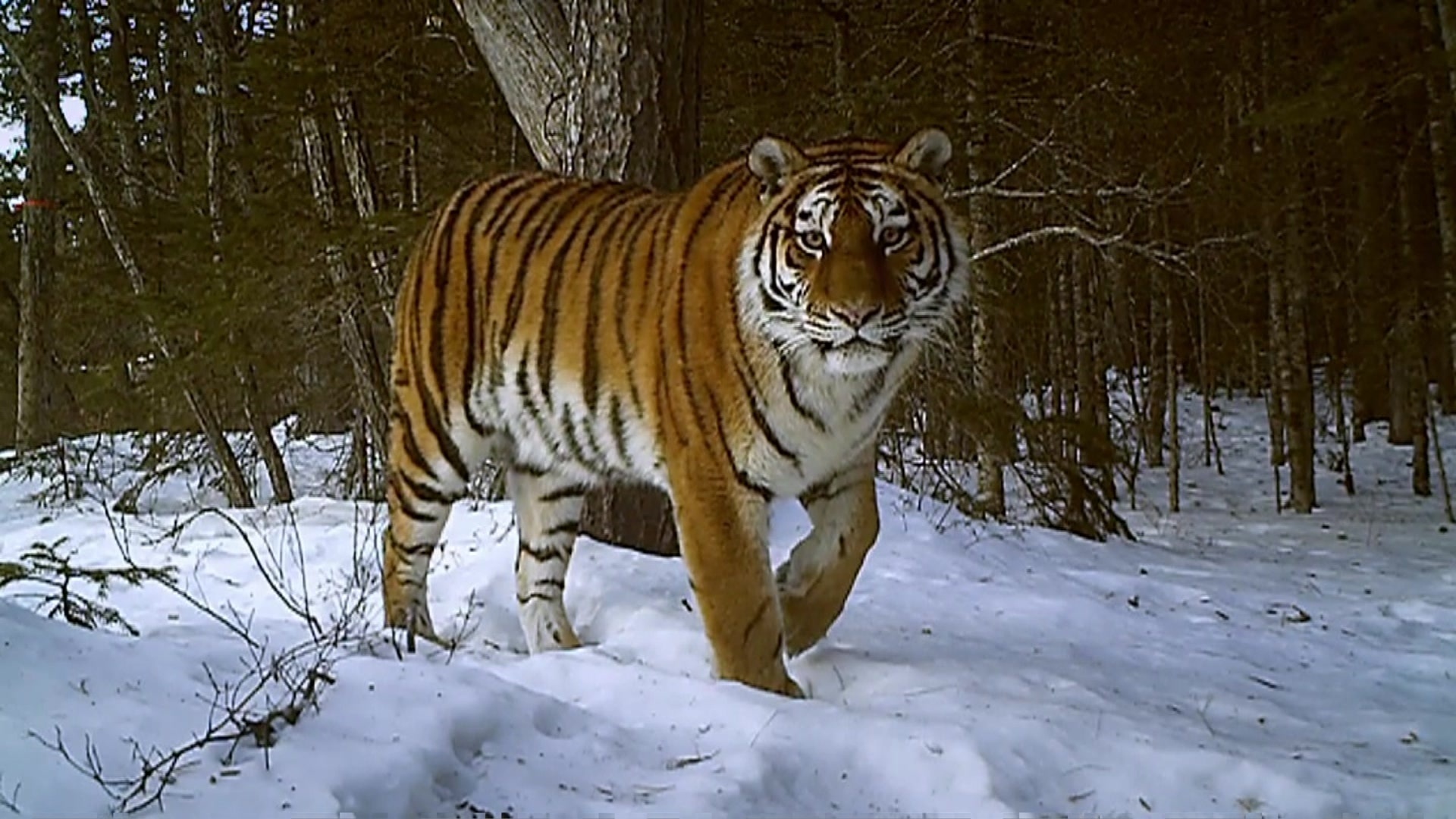 Bbc Capta Imagens A 40Âºc De Rara Especie De Tigre 10 06 2013 Uol Noticias