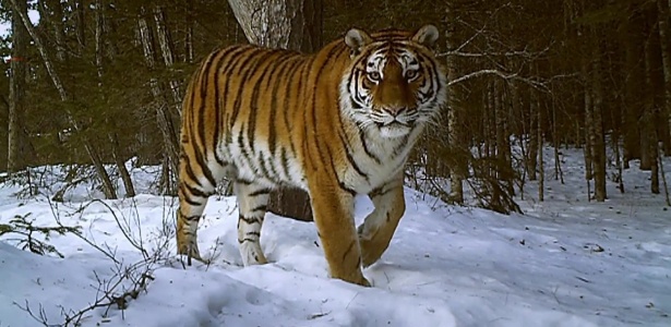 Fêmea registrada por equipe de reportagem é um dos 200 espécimes que vivem soltos na Sibéria, na Rússia - BBC