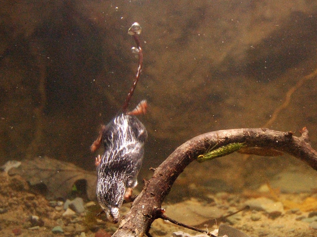 Fotos Mamíferos marinhos ficam 2 horas sem respirar 13/06/2013 UOL Notícias Fotos Mamíferos marinhos ficam 2 horas sem respirar 13/06/2013 UOL Notícias