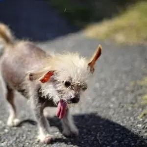 Fotos: Qual cão deveria ter ganhado o título de mais feio do mundo