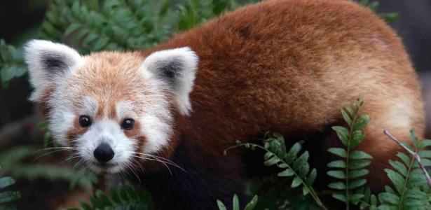 24.jun.2013 - Este é um panda vermelho ("Ailurus fulgens"). O panda vermelho é um pequeno mamífero com pelagem escura que vive em árvores do Himalaia e do Sudoeste da China. Depois que 30% da população foi dizimada nas últimas três décadas, a espécie foi considerada "vulnerável" pela União Internacional para a Conservação da Natureza (IUCN, na sigla em inglês) - Abby Wood/The Smithsonian National Zoo/Reuters
