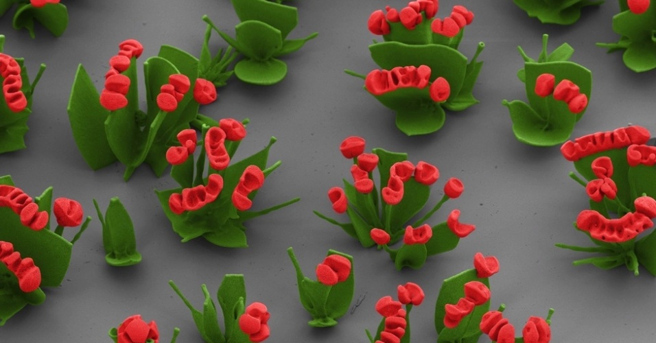 27.jun.2013 - O cientista Wim L Noorduin, da Escola de Engenharia e Ciências Aplicadas (SEAS, na sigla em inglês) em Harvard, nos EUA, aprendeu a manipular gradientes químicos para criar estruturas microscópicas semelhantes a flores