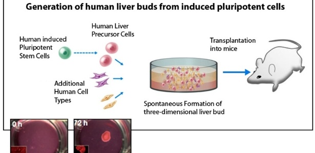 Um grupo japonês gerou um fígado humano funcional a partir da criação de células precursoras em laboratório e depois transplantou-as em ratos para completar o processo de desenvolvimento - Takebe et al/Nature (2013)