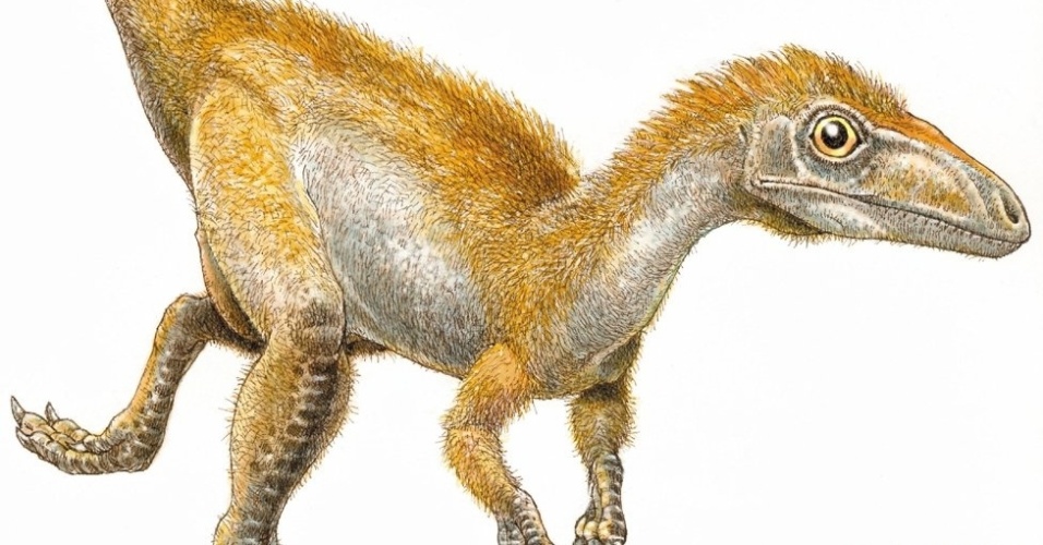 8.jul.2013- As ilustrações anteriores de dinossauros eram baseadas em suposições e comparações com aves modernas e répteis. Mas, com esta técnica, McNamara e uma equipe internacional de especialistas conseguiram determinar que o "Sinosauropteryx" tinha penas brancas e avermelhadas