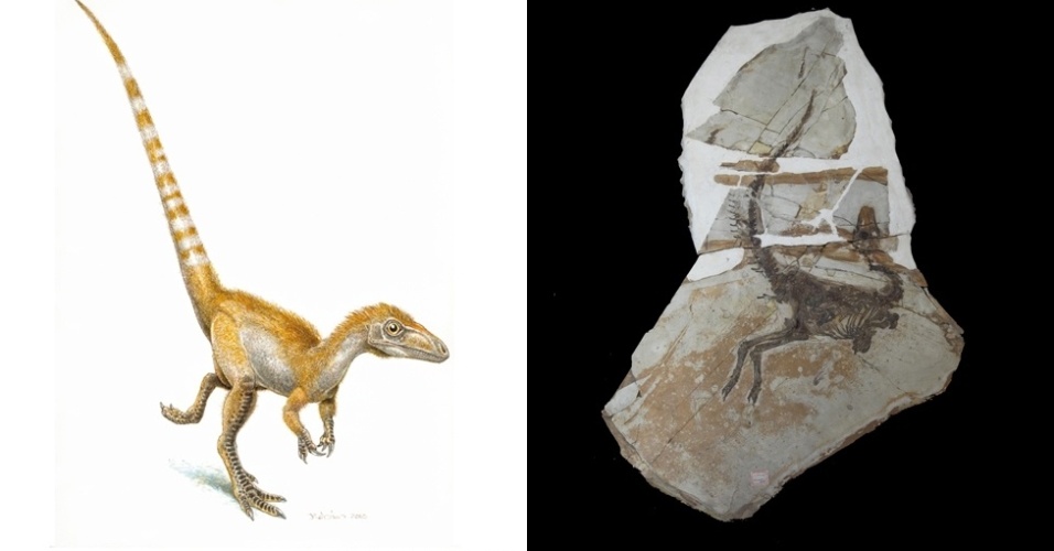 8.jul.2013- Cientistas na Exposição de Verão da Sociedade Real em Londres explicam como foi possível reconstruir as imagens de dinossauros até com as cores dos animais. As ilustrações precisas, incluindo a acima, do "Sinosauropteryx", agora são possíveis graças ao estudo microscópico de fósseis