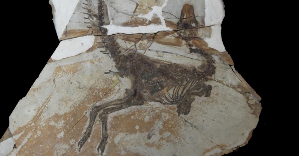 8.jul.2013- Este fóssil de 125 milhões de anos, do dinossauros "Sinosauropteryx", que tinha penas, foi encontrado na China e forneceu a chave para desvendar um mistério. A 'penugem' castanha visível em suas costas continha ma melanossomas preservadas