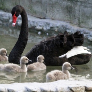 Cisne negro: metáfora que inspirou o best-seller  - Albeiro Lopera/Reuters