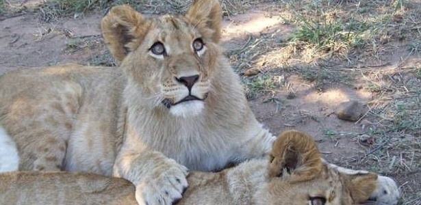 Bonitinhos mas ordinários: filhotes de leão tentam arrastar beijoqueira para jaula - Cascade News