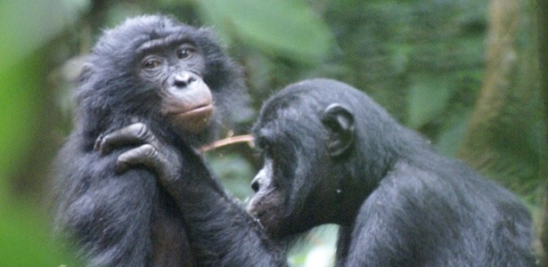 Bonobo macho Jack corteja a fêmea Susi no parque Nacional Salonga, na República Democrática do Congo, na África - Caroline Deimel, LuiKotale Bonobo Project