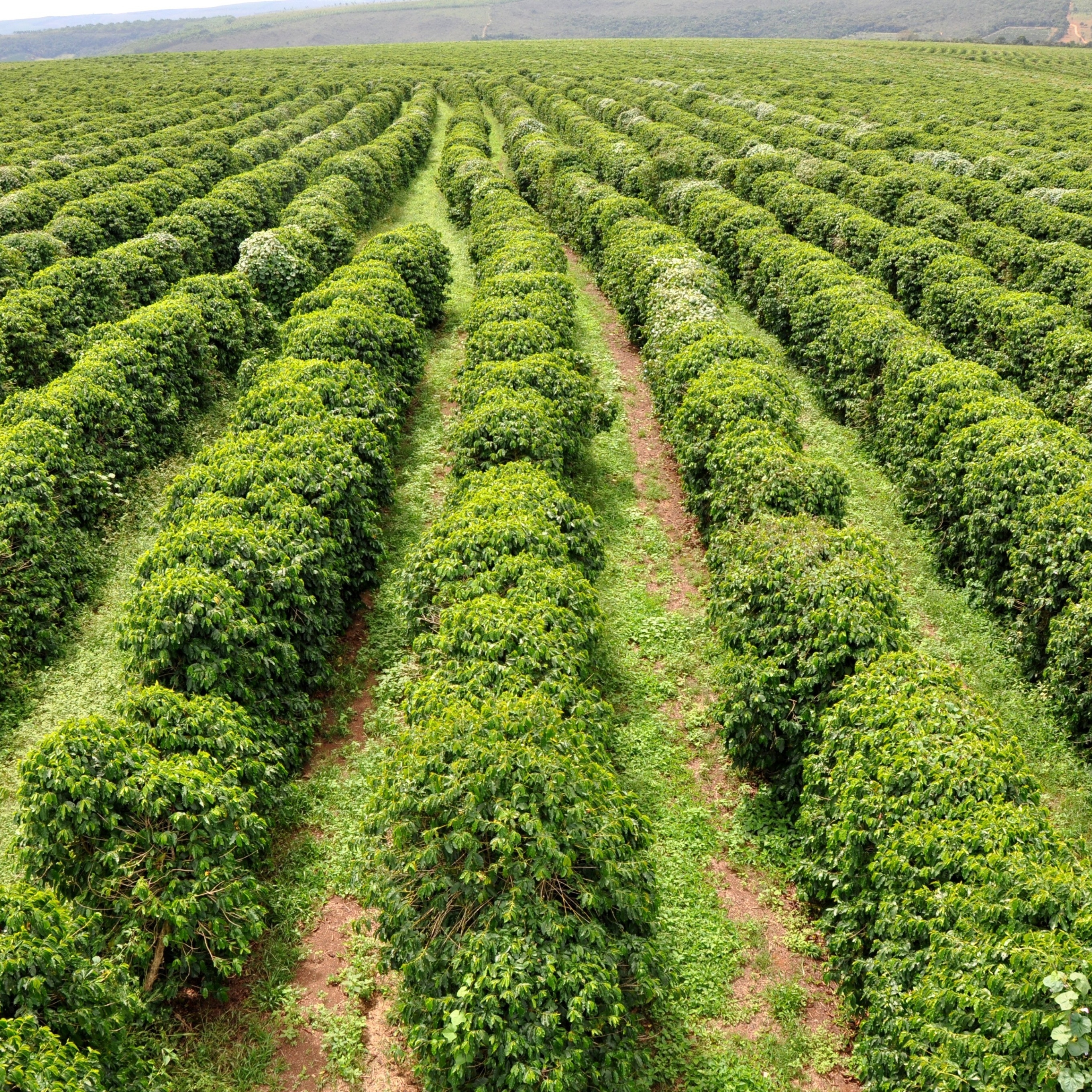 Governo ES - Semana Nacional do Café (Coffees) chega a Vitória com