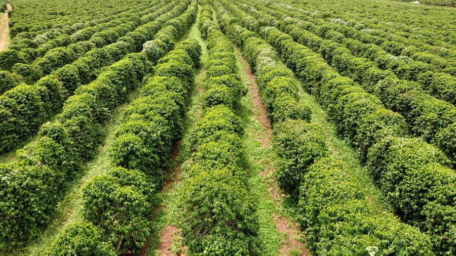 Plantação de café em Capelinha (MG); produção no estado foi 38% menor neste ano do que em 2020 - Montesanto Tavares/Divulgação