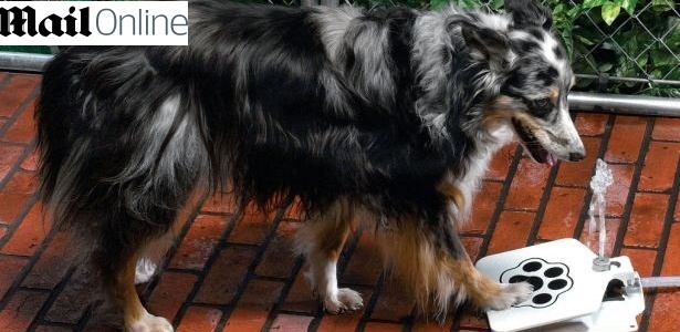 Bebedouro para cães desenvolvido por empresa norte-americana custa cerca de R$ 150 - Reprodução/Mail Online